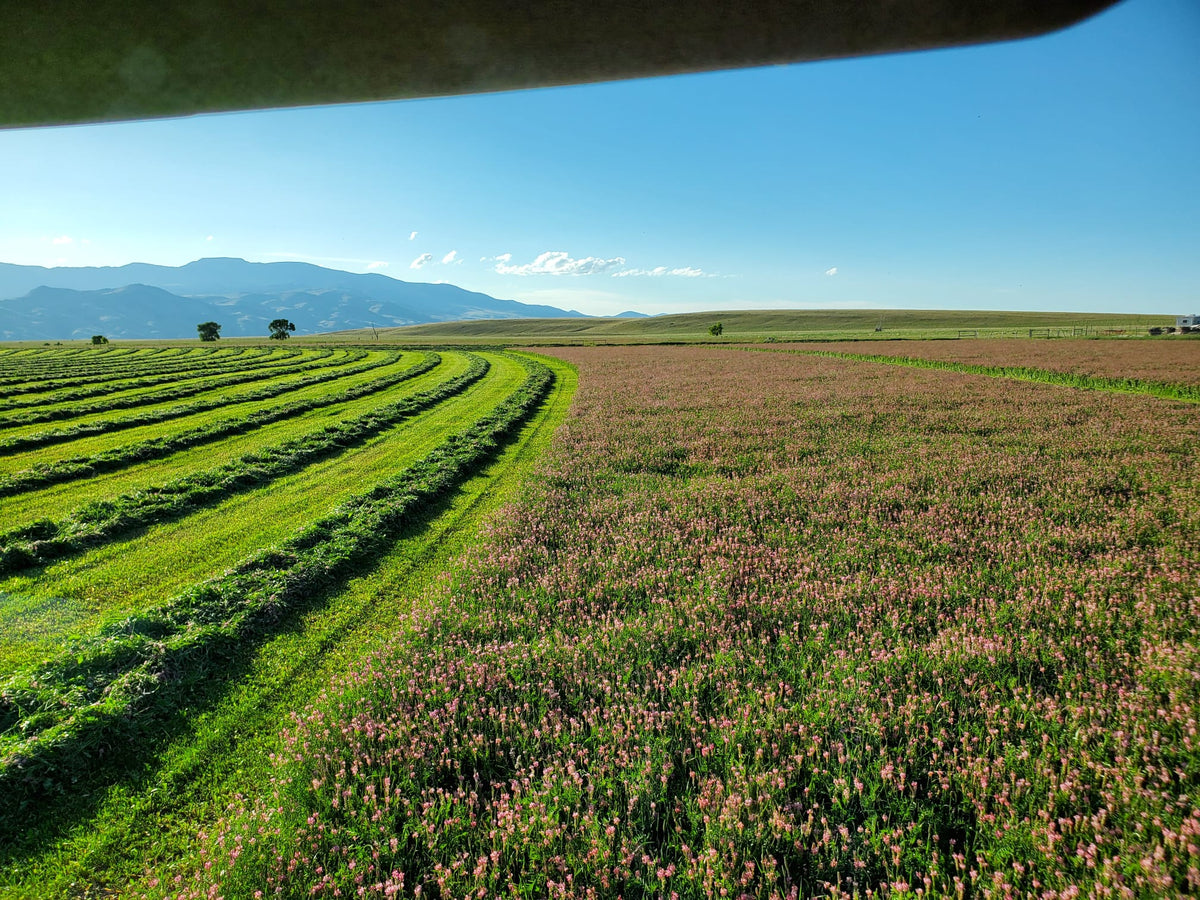 Heavenly Hay Bales – Premium 1200lb Sainfoin Forage