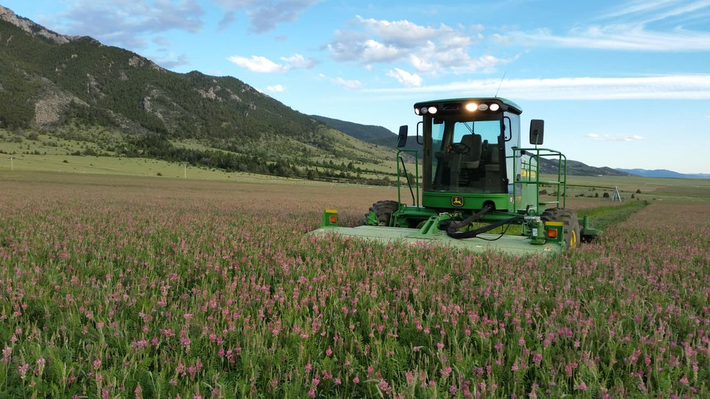Heavenly Hay Bales – Premium 1200lb Sainfoin Forage
