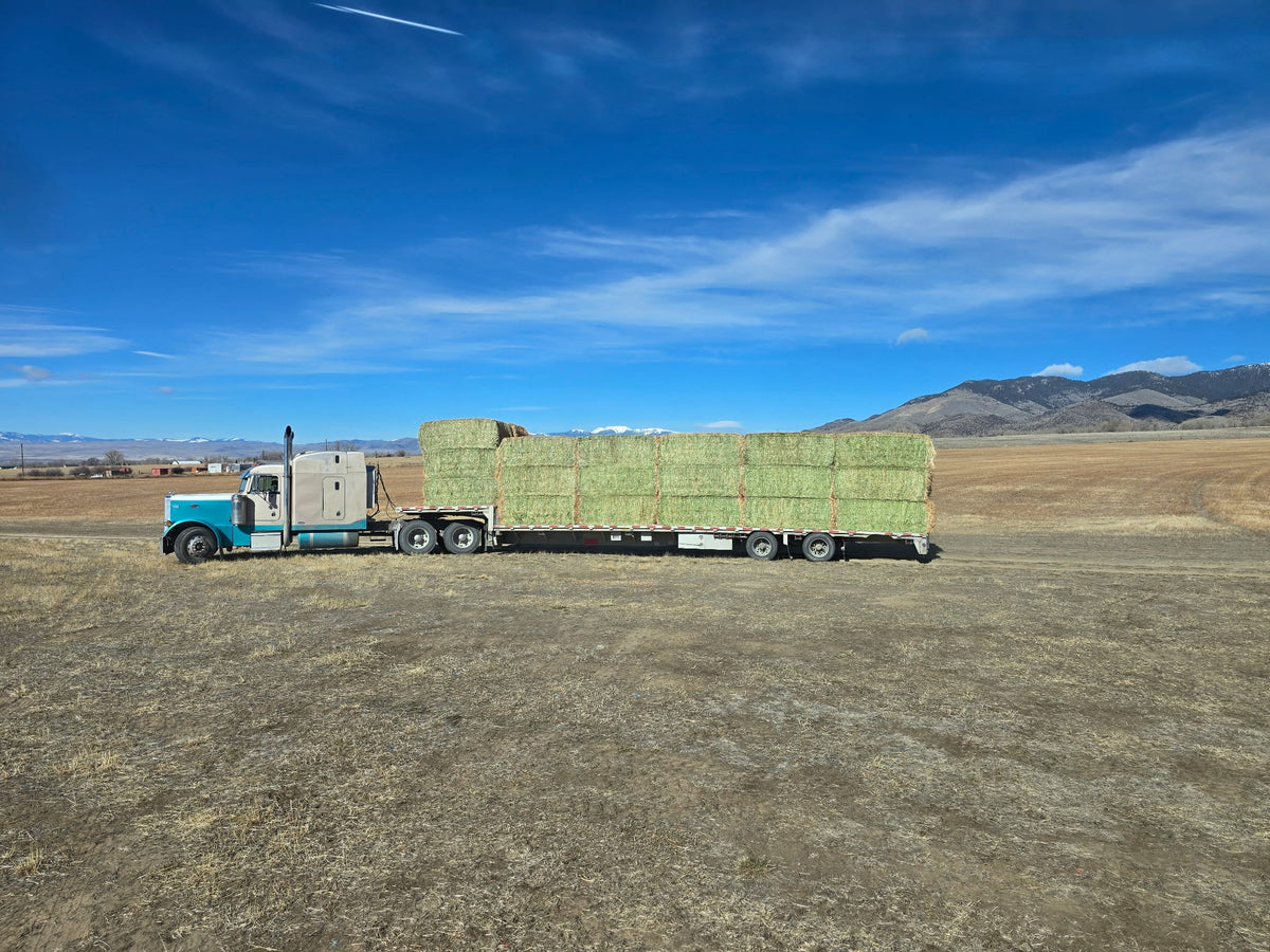 Heavenly Hay Bales – Premium 1200lb Sainfoin Forage