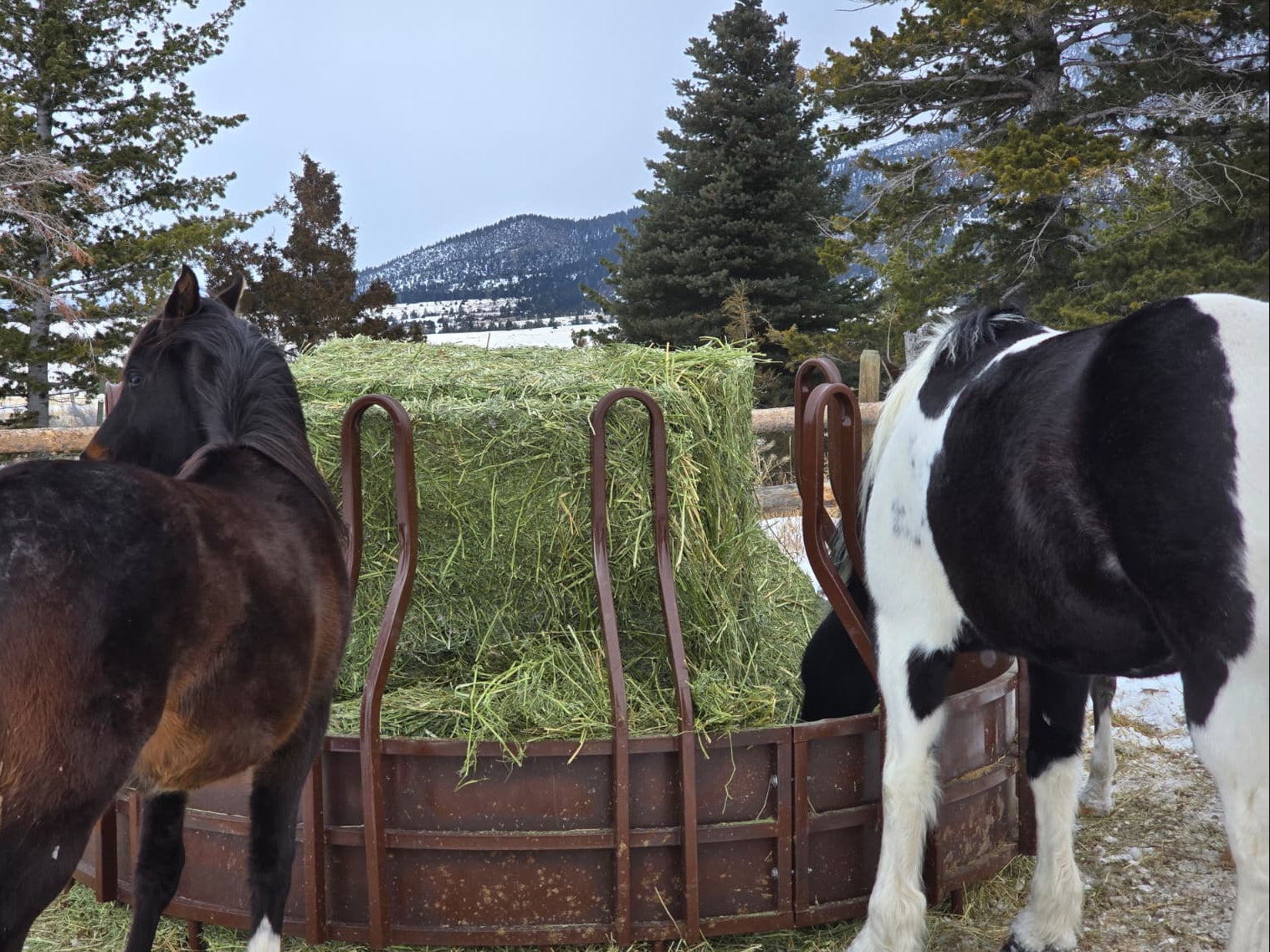 Heavenly Hay Bales – Premium 1200lb Sainfoin Forage